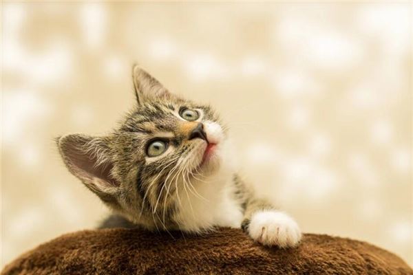 梦见兔子变成猫是什么预兆,梦见兔子变成猫是什么意思 梦见兔子变成猫是什么预兆,梦见兔子变成猫是什么意思