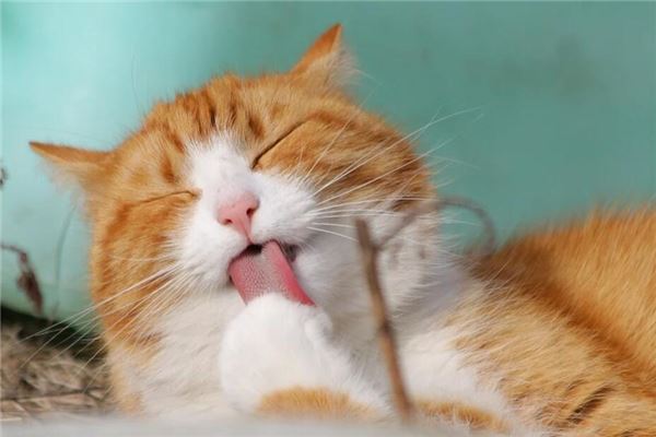 梦见猫被车压死是什么预兆,梦见猫被车压死是什么意思 梦见猫被车压死是什么预兆,梦见猫被车压死是什么意思