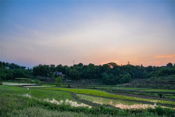 梦见在地里收花生是什么预兆,梦见在地里收花生是什么意思