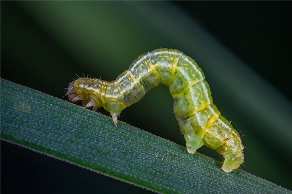 梦见蛆是什么预兆,梦见蛆是什么意思