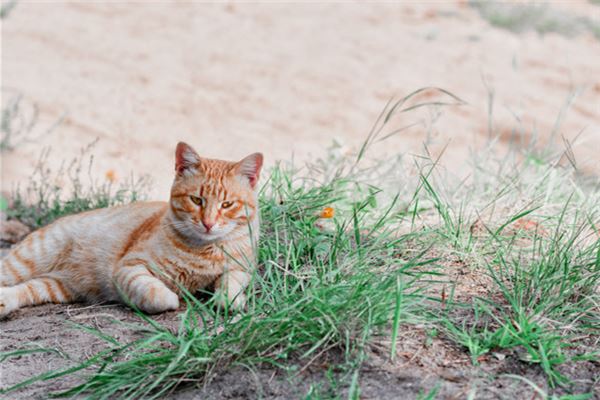 梦见开车撞死猫是什么预兆,梦见开车撞死猫是什么意思 梦见开车撞死猫是什么预兆,梦见开车撞死猫是什么意思