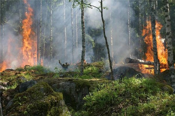 梦见山林起火山中起火是什么预兆,梦见山林起火山中起火是什么意思 梦见山林起火山中起火是什么预兆,梦见山林起火山中起火是什么意思