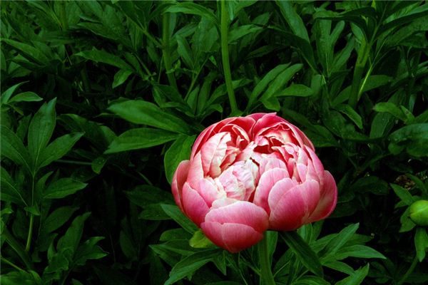 梦见牡丹花是什么预兆,梦见牡丹花是什么意思 梦见牡丹花是什么预兆,梦见牡丹花是什么意思
