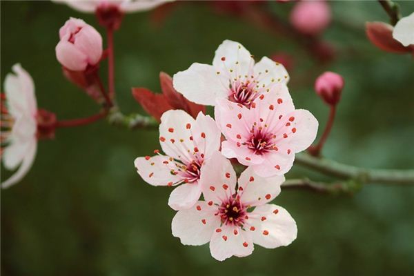 梦见石楠花是什么预兆,梦见石楠花是什么意思