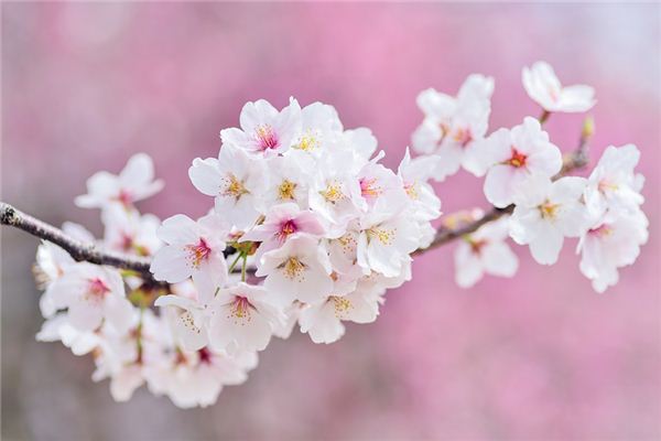 梦见樱花是什么预兆,梦见樱花是什么意思 梦见樱花是什么预兆,梦见樱花是什么意思