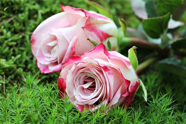 梦见玫瑰花是什么预兆,梦见玫瑰花是什么意思 梦见玫瑰花是什么预兆,梦见玫瑰花是什么意思