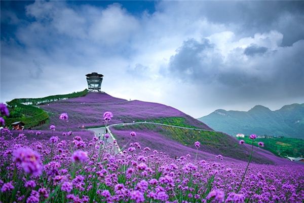 梦见一片花海是什么预兆,梦见一片花海是什么意思 梦见一片花海是什么预兆,梦见一片花海是什么意思