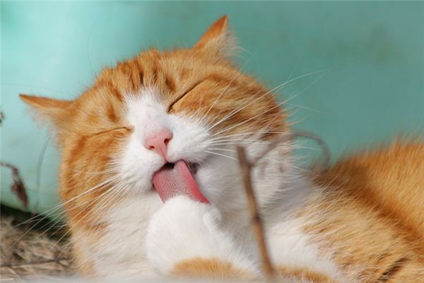 梦见猫挠是什么预兆,梦见猫挠是什么意思