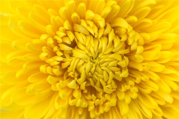 梦见黄菊花是什么预兆,梦见黄菊花是什么意思 梦见黄菊花是什么预兆,梦见黄菊花是什么意思