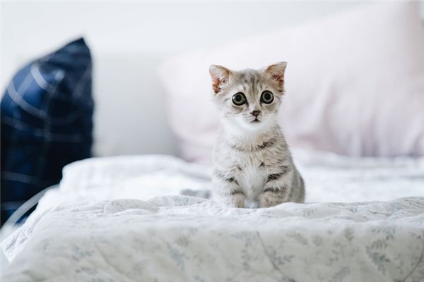 梦见被猫咬是什么预兆,梦见被猫咬是什么意思 梦见被猫咬是什么预兆,梦见被猫咬是什么意思