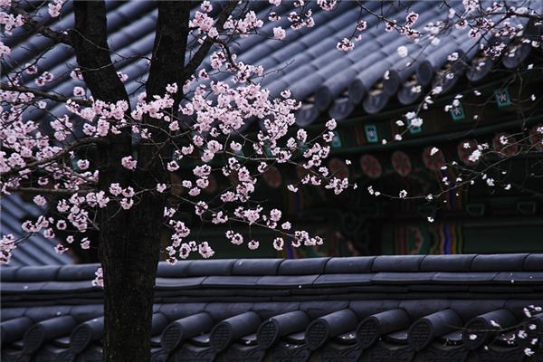 梦见梅花绽开是什么预兆,梦见梅花绽开是什么意思 梦见梅花绽开是什么预兆,梦见梅花绽开是什么意思