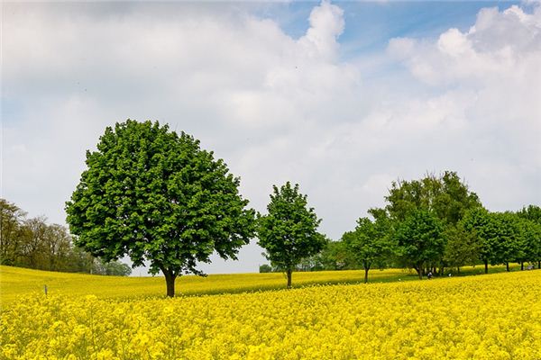 梦见遍地菜花是什么预兆,梦见遍地菜花是什么意思 梦见遍地菜花是什么预兆,梦见遍地菜花是什么意思