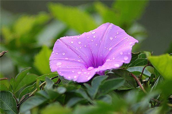 梦见牵牛花开是什么预兆,梦见牵牛花开是什么意思 梦见牵牛花开是什么预兆,梦见牵牛花开是什么意思