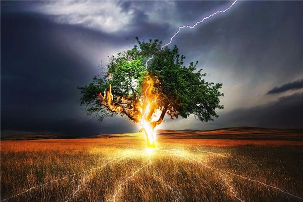 梦见雷电击中树木是什么预兆,梦见雷电击中树木是什么意思 梦见雷电击中树木是什么预兆,梦见雷电击中树木是什么意思