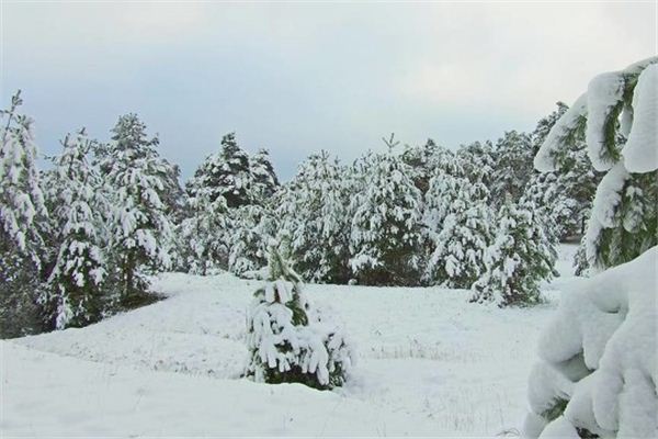 梦见积雪的森林中漫步是什么预兆,梦见积雪的森林中漫步是什么意思