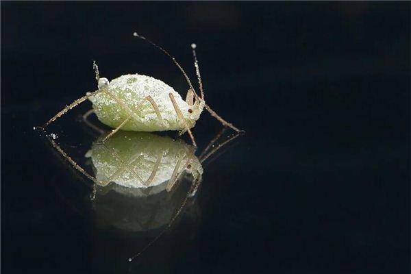 梦见自己身上有虱子是什么预兆,梦见自己身上有虱子是什么意思