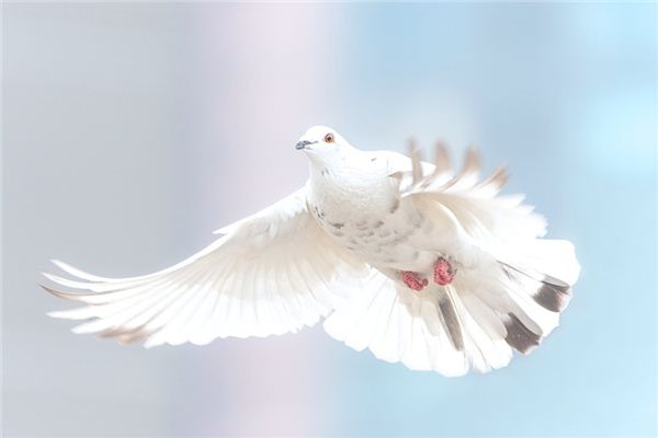 梦见抓鸽子是什么预兆,梦见抓鸽子是什么意思 梦见抓鸽子是什么预兆,梦见抓鸽子是什么意思