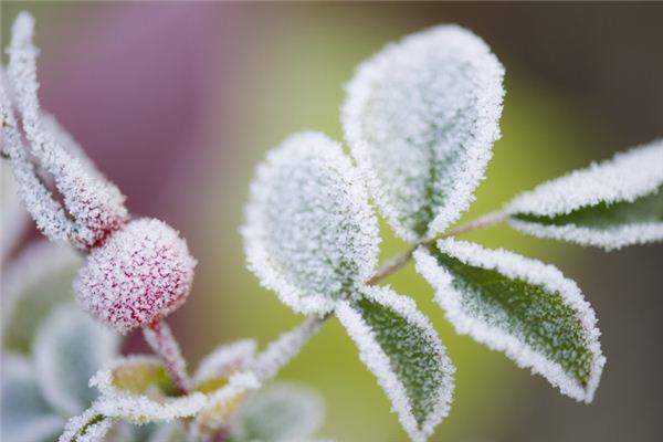 梦见霜降草木枯萎是什么预兆,梦见霜降草木枯萎是什么意思