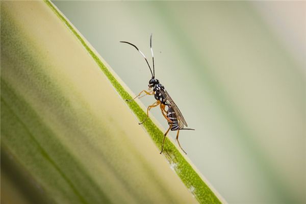 梦见马蜂是什么预兆,梦见马蜂是什么意思