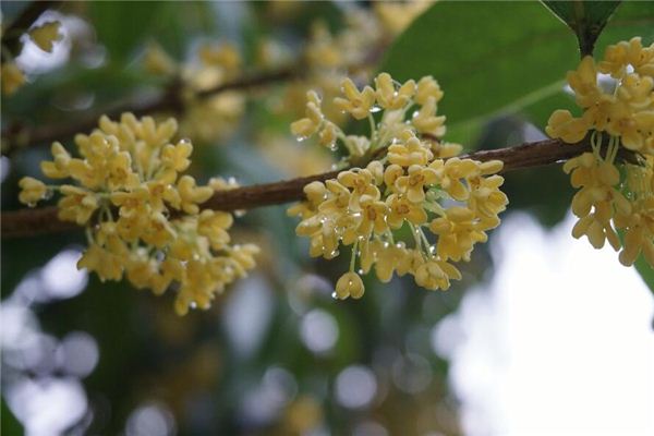 梦见桂花月桂花是什么预兆,梦见桂花月桂花是什么意思 梦见桂花月桂花是什么预兆,梦见桂花月桂花是什么意思