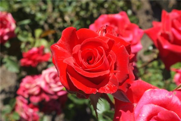梦见红花是什么预兆,梦见红花是什么意思 梦见红花是什么预兆,梦见红花是什么意思