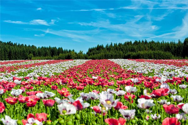 梦见花海是什么预兆,梦见花海是什么意思 梦见花海是什么预兆,梦见花海是什么意思