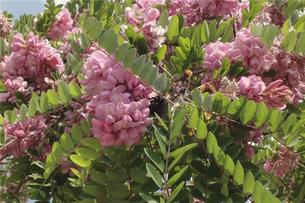梦见槐花洋槐花是什么预兆,梦见槐花洋槐花是什么意思 梦见槐花洋槐花是什么预兆,梦见槐花洋槐花是什么意思