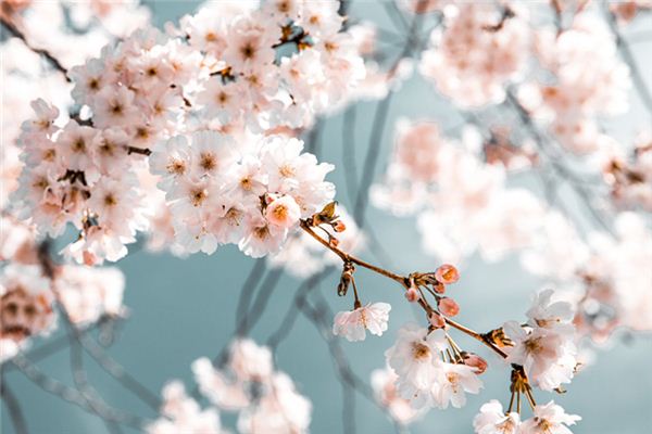 梦见梨花是什么预兆,梦见梨花是什么意思 梦见梨花是什么预兆,梦见梨花是什么意思