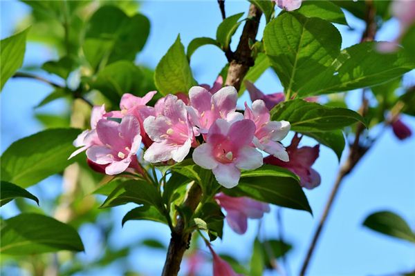梦见茉莉花是什么预兆,梦见茉莉花是什么意思 梦见茉莉花是什么预兆,梦见茉莉花是什么意思