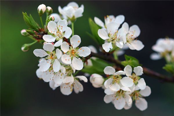 梦见梅花是什么预兆,梦见梅花是什么意思 梦见梅花是什么预兆,梦见梅花是什么意思