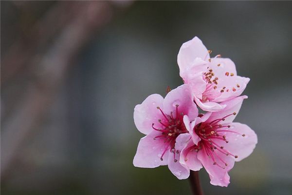 梦见桃花是什么预兆,梦见桃花是什么意思 梦见桃花是什么预兆,梦见桃花是什么意思