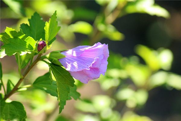 梦见芙蓉花是什么预兆,梦见芙蓉花是什么意思 梦见芙蓉花是什么预兆,梦见芙蓉花是什么意思