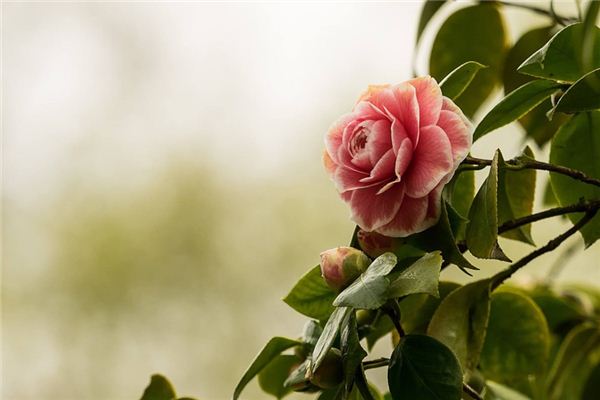 梦见山茶花是什么预兆,梦见山茶花是什么意思 梦见山茶花是什么预兆,梦见山茶花是什么意思