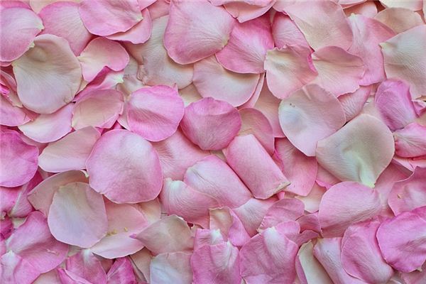 梦见花瓣是什么预兆,梦见花瓣是什么意思 梦见花瓣是什么预兆,梦见花瓣是什么意思