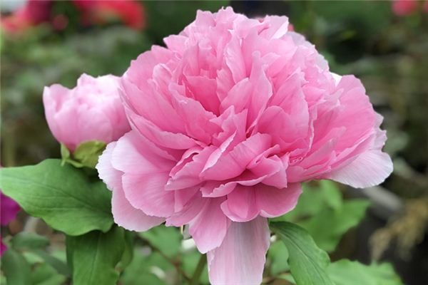 梦见牡丹开花是什么预兆,梦见牡丹开花是什么意思 梦见牡丹开花是什么预兆,梦见牡丹开花是什么意思