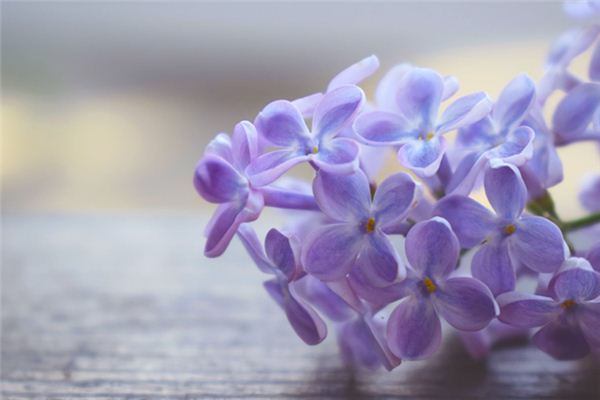 梦见丁香花是什么预兆,梦见丁香花是什么意思 梦见丁香花是什么预兆,梦见丁香花是什么意思