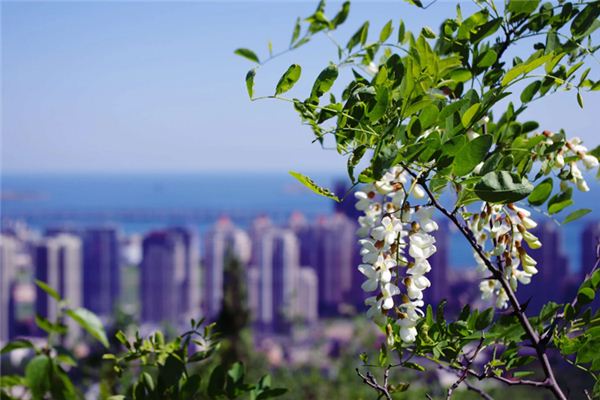 梦见槐花是什么预兆,梦见槐花是什么意思