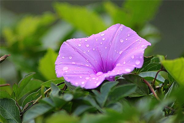 梦见牵牛花是什么预兆,梦见牵牛花是什么意思 梦见牵牛花是什么预兆,梦见牵牛花是什么意思