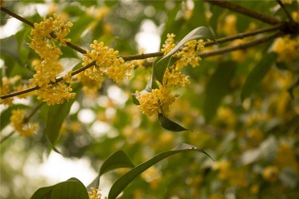 梦见桂花是什么预兆,梦见桂花是什么意思 梦见桂花是什么预兆,梦见桂花是什么意思