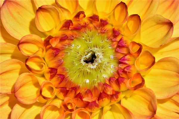梦见花蕾是什么预兆,梦见花蕾是什么意思 梦见花蕾是什么预兆,梦见花蕾是什么意思