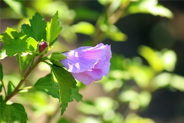 梦见芙蓉是什么预兆,梦见芙蓉是什么意思 梦见芙蓉是什么预兆,梦见芙蓉是什么意思