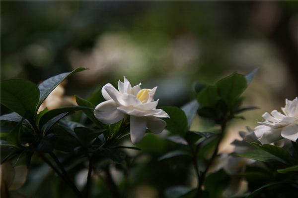 梦见栀子花是什么预兆,梦见栀子花是什么意思