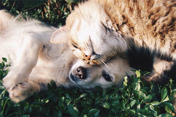 梦见狗咬死猫是什么预兆,梦见狗咬死猫是什么意思 梦见狗咬死猫是什么预兆,梦见狗咬死猫是什么意思