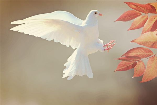 梦见羽毛是什么预兆,梦见羽毛是什么意思 梦见羽毛是什么预兆,梦见羽毛是什么意思