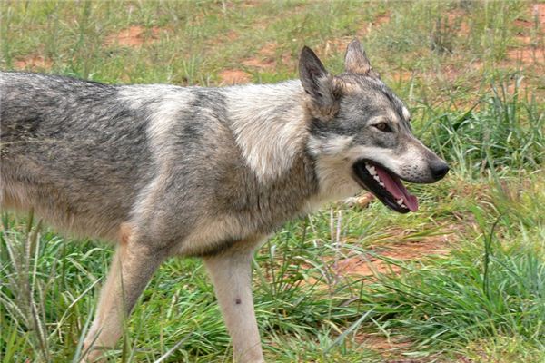 梦见狂犬病是什么预兆,梦见狂犬病是什么意思