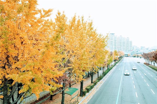 梦见银杏树是什么预兆,梦见银杏树是什么意思 梦见银杏树是什么预兆,梦见银杏树是什么意思