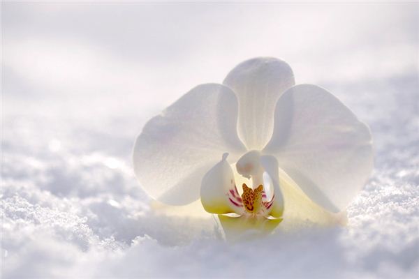 梦见白兰花是什么预兆,梦见白兰花是什么意思
