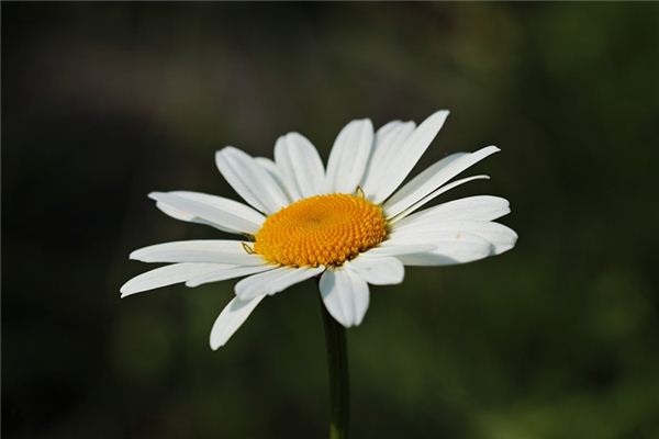 梦见白花是什么预兆,梦见白花是什么意思 梦见白花是什么预兆,梦见白花是什么意思