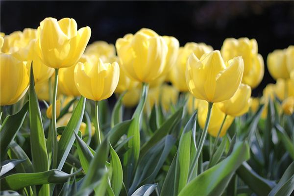 梦见开花是什么预兆,梦见开花是什么意思 梦见开花是什么预兆,梦见开花是什么意思