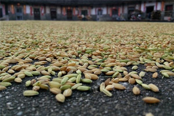 梦见打谷脱粒是什么预兆,梦见打谷脱粒是什么意思